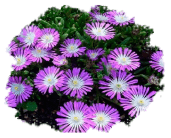 Делосперма