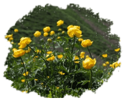 Купальница