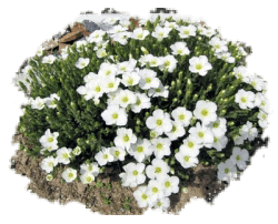 Аренария (песчанка)