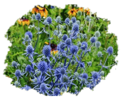 Синеголовник