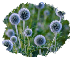 Мордовник (эхинопс)