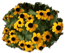 Санвиталия