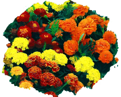 Бархатцы (тагетес) отклоненные