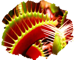 Растения-хищники