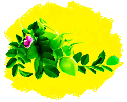 Чечевица и соя