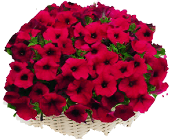 Петуния ампельная, каскадная, полуампельная