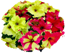 Петуния гибридная