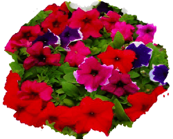 Петуния грандифлора (крупноцветковая)