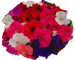 Петуния многоцветковая (мультифлора)