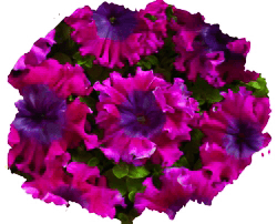 Петуния превосходнейшая (супербиссима)