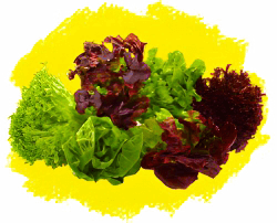 Смесь салатных культур