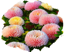 Астра хризантемовидная