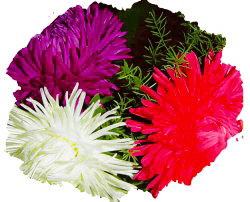 Астра коготковая