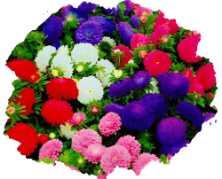 Астра низкорослая (карликовая)