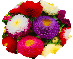 Астра помпонная