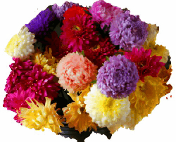 Астра срезочная (кустовая, букетная)