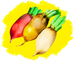 Свекла кормовая, сахарная, полусахарная