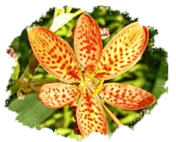 Лилия (беламканда), лилейник