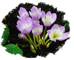 Безвременник