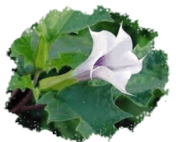 Дурман (датура)