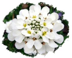 Иберис многолетний