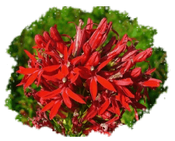 Лобелия многолетняя