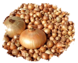 Лук-севок Весна 2026