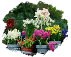 Многолетники разные