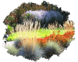 Злаки декоративные