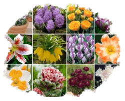 Луковичные Весна 2026