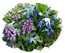 Мелколуковичные