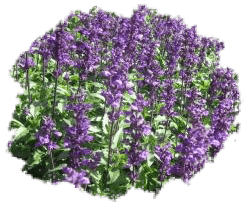 Шалфей многолетний (сальвия)