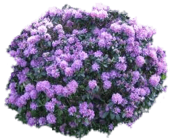 Рододендрон