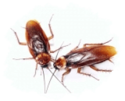 Средства от домашних вредителей