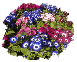 Цинерария гибридная (крестовник)