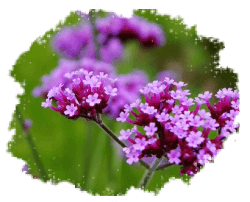 Вербена многолетняя