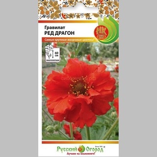 Гравилат Ред Драгон махровый - Семена Тут