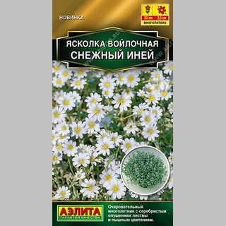 Ясколка Снежный иней - Семена Тут