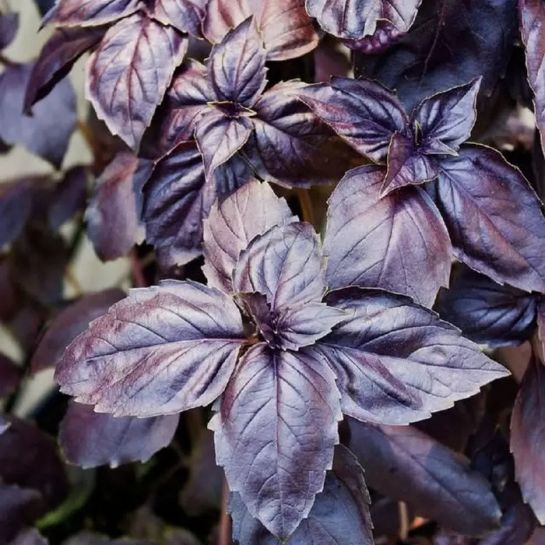 Базилик Фиолетовый Арарат