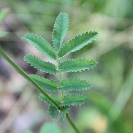 Кровохлебка Вкусный салат