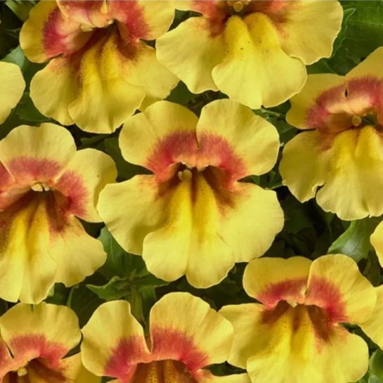 Мимулюс Медиус F1 золотистый биколор