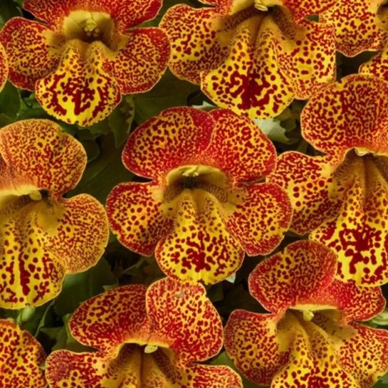 Мимулюс Медиус F1 золотое пламя