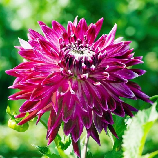 Георгина Ванкувер