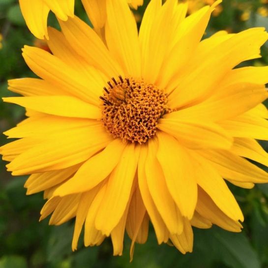 Гелиопсис Золотая вспышка