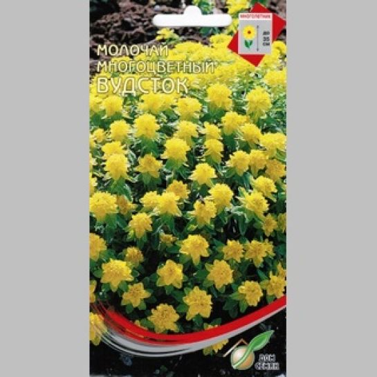 Молочай Вудсток многоцветный