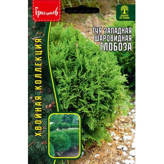 Туя Глобоза западная (большой пакет)