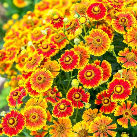 Гелениум Шербурские зонтики смесь сортов