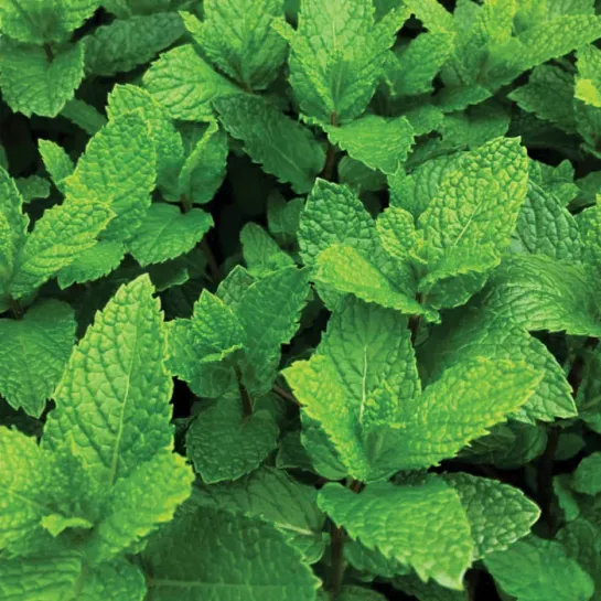 Мята Спиката колосистая (большой пакет)