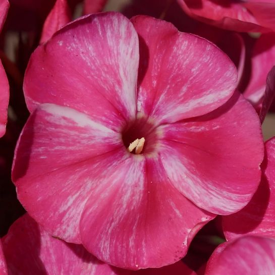 Флокс Фрекл Ред Шейдз