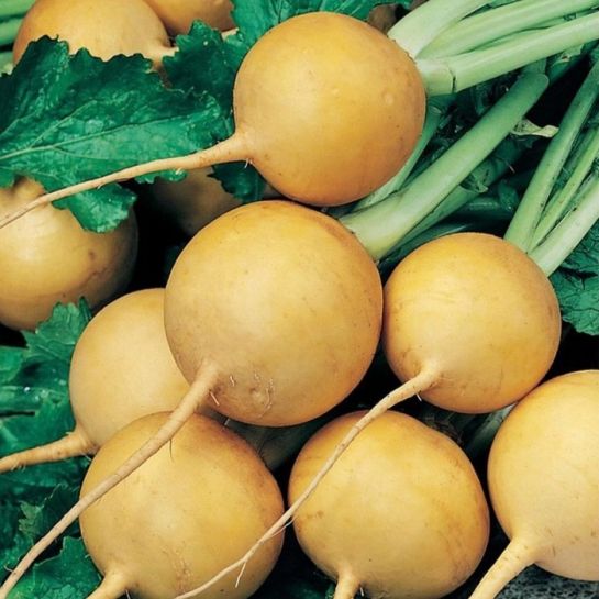 Репа Луна